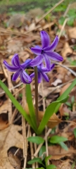 Hyacinthus