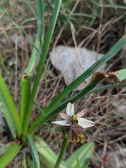 Ophrys bertolonii balearica