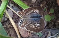 Leptotes pirithous
