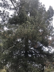Pinus quadrifolia