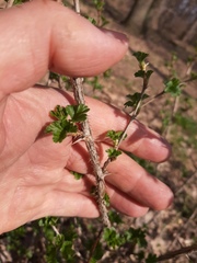 Ribes uva-crispa