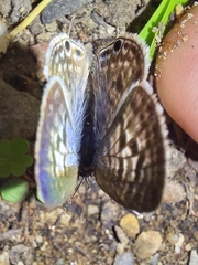 Leptotes pirithous