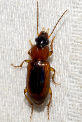 Stenolophus dissimilis