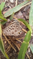 Leptotes pirithous