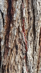 Pterocarpus officinalis