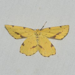 Xanthotype attenuaria