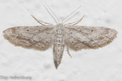 Idaea longaria