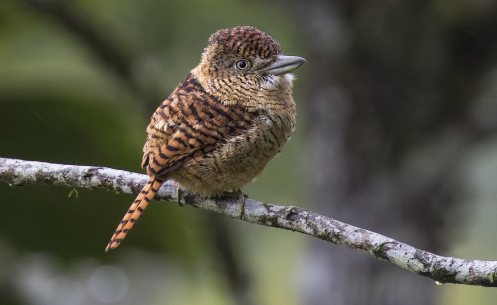 Barred Puffbird (Nystalus radiatus) photo