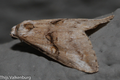 Zebeeba falsalis