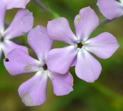 Phlox pilosa pilosa