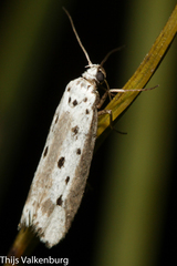 Ethmia terminella