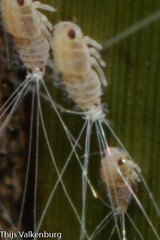 Ommatissus binotatus