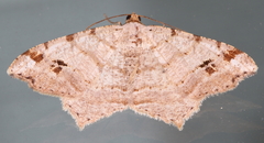 Macaria aequiferaria