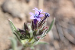 Allophyllum gilioides