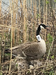 Branta canadensis