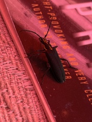 Enoploderes vitticollis