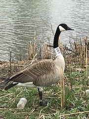 Branta canadensis