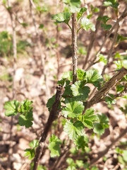 Ribes uva-crispa
