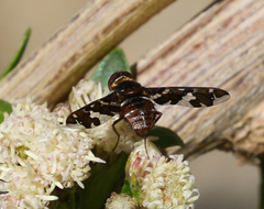 Exoprosopa caliptera