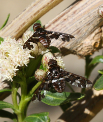 Exoprosopa caliptera