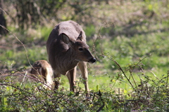 Odocoileus virginianus leucurus