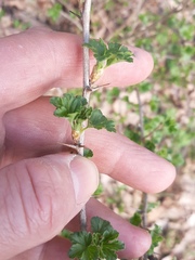 Ribes uva-crispa
