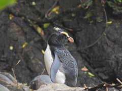 Eudyptes pachyrhynchus