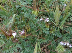 Erodium ciconium