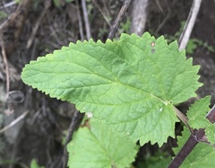 Scrophularia villosa