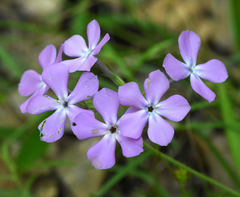 Phlox pilosa pilosa