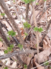Ribes uva-crispa