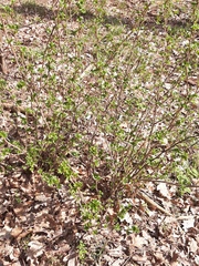 Ribes uva-crispa