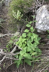Scrophularia villosa