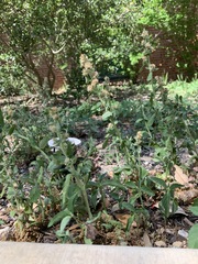 Silene gallica