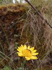 Lepidophorum repandum