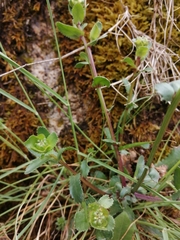 Lepidophorum repandum