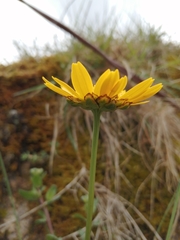 Lepidophorum repandum
