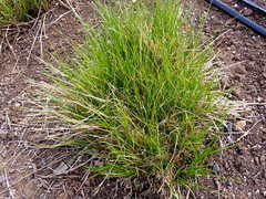 Carex unilateralis