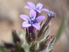 Allophyllum gilioides