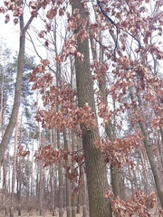 Quercus robur