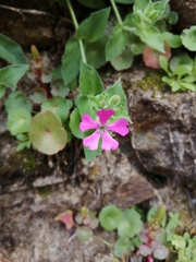 Silene acutifolia