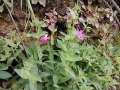Silene acutifolia