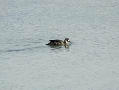 Speculanas specularis