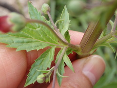 Scrophularia sublyrata