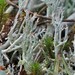 Cladonia floridana - Photo 由 Vitaly Charny 所上傳的 (c) Vitaly Charny，保留部份權利CC BY-NC