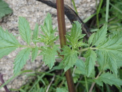 Scrophularia sublyrata