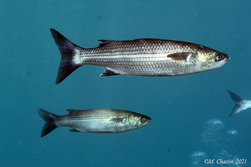 Thick-Lipped Mullet