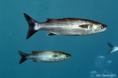 Thick-Lipped Mullet photo 1