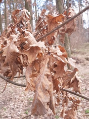 Quercus robur