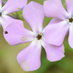 Phlox pilosa pilosa